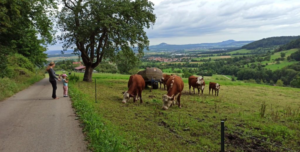 Bad Boll spazieren Natur Kühe beobachten